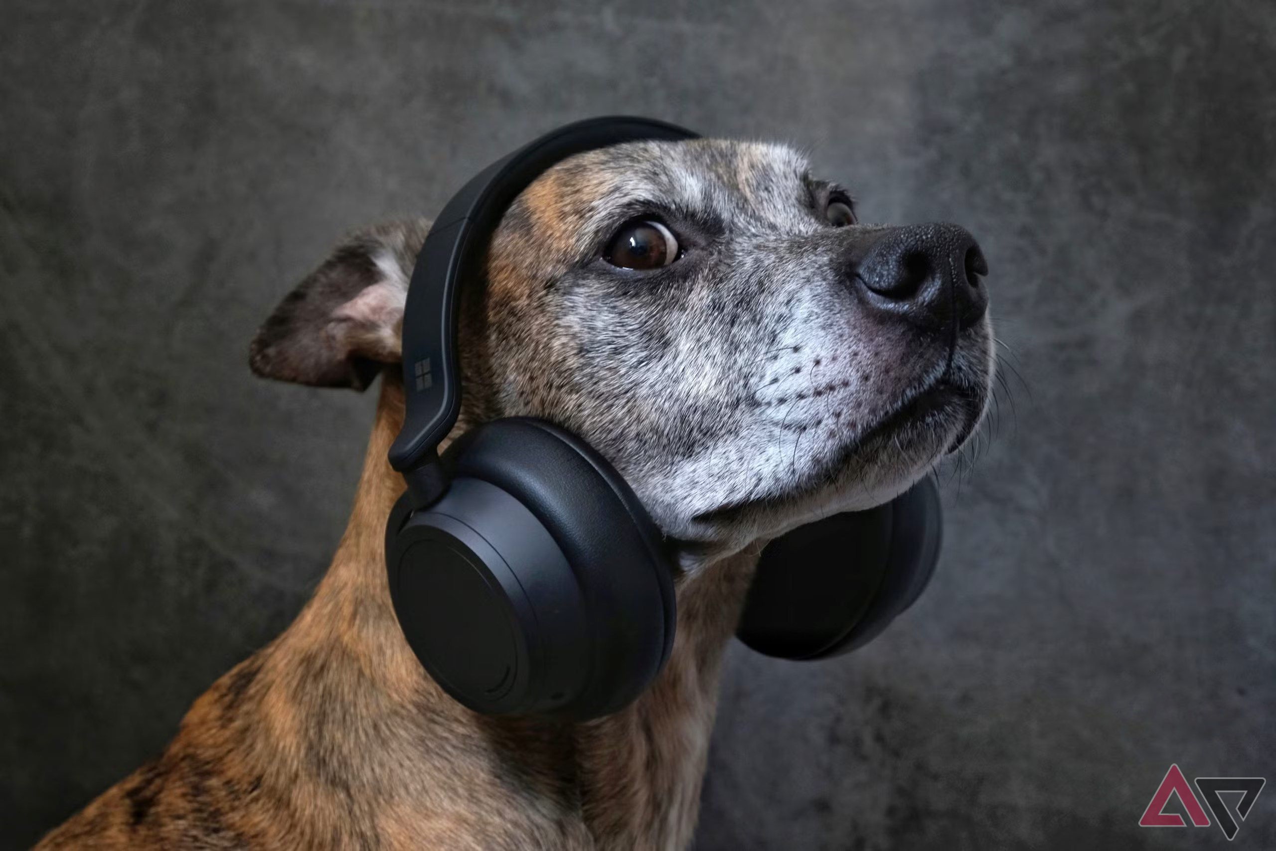 A dog wearing headphones.