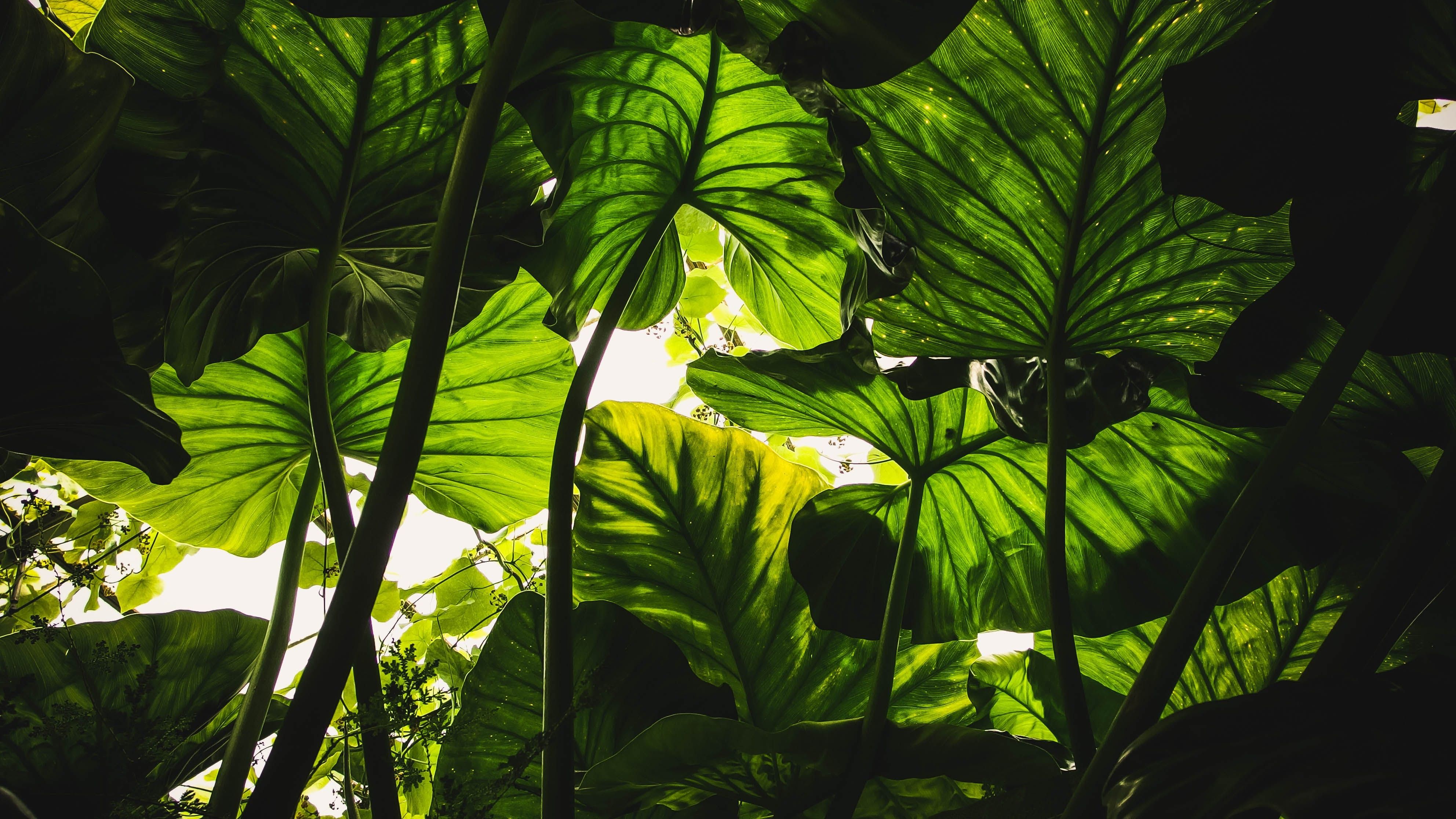 A hero image depicting a cluster of leaves from Pexels